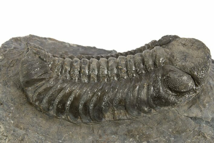 Austerops Trilobite Fossil - Ofaten, Morocco #325995